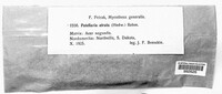 Patellaria atrata image